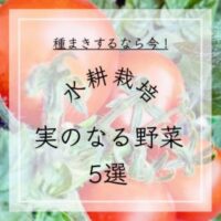 水耕栽培果菜おすすめ5選！初心者でも育てられる野菜をご紹介！