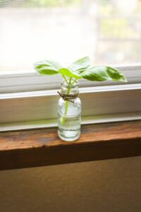 バジル　水耕栽培 