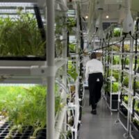 水耕栽培の植物工場が直面する「課題」とその「解決策」