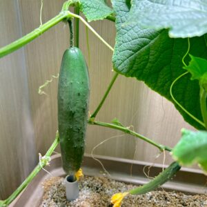水耕栽培　きゅうり