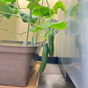 水耕栽培　きゅうり
