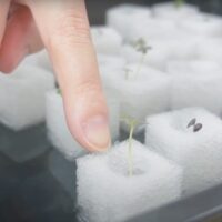 スポンジの培地で始める水耕栽培。これ知っておかないと損！