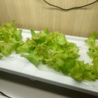 水耕栽培は100均肥料でも育つの？レタスを実際に育ててみた！（エコゲリラ店長の栽培日記）