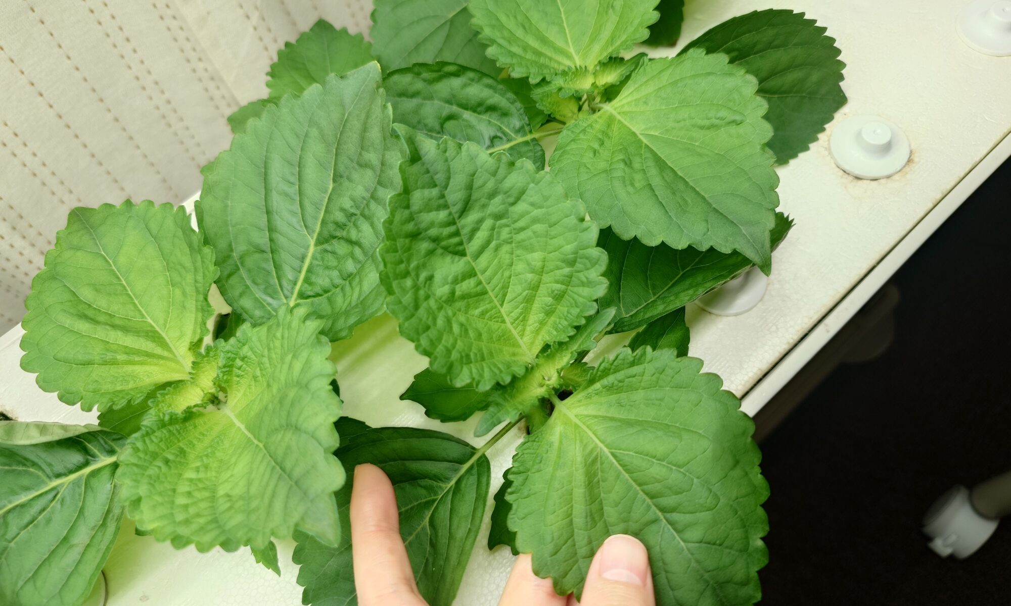 大葉 水耕栽培