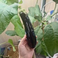 ナスの水耕栽培！種から育てたナスの生長記録（エコゲリラ店長の栽培日記）