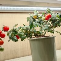 自作の水耕栽培キットで盆栽ミニトマトの水耕栽培（エコゲリラ店長の栽培日記）