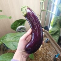 種から育てたナスの半年間の水耕栽培生長記録（エコゲリラ店長の栽培日記）