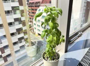 バジルの室内水耕栽培！初心者でも簡単に育てる方法（エコゲリラ店長の栽培日記）