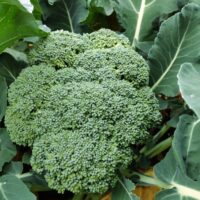 自宅で簡単に始められる！ブロッコリーの水耕栽培！