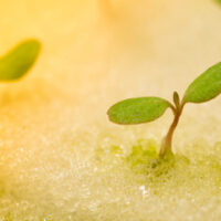 水耕栽培 スポンジ 種まきのポイント