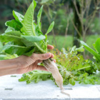 水耕栽培のメリットとデメリット