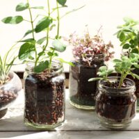 室内で水耕栽培！おしゃれな水耕栽培のご提案とおすすめの商品をご紹介！