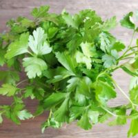水耕栽培でパセリを育てよう！食卓に彩りとアクセント！