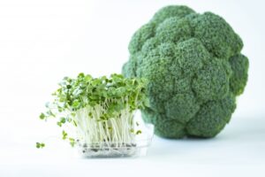 水耕栽培　ブロッコリースプラウト