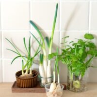 【水耕栽培】ネギの育て方！毎日使うお野菜を毎日収穫！