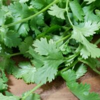 パクチー好き必見！自宅で水耕栽培なら大量収穫！