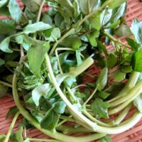 クレソンの育て方！初心者には水耕栽培がおススメです！