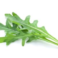 ルッコラ栽培は水耕栽培がおすすめ！育て方・注意点の解説！