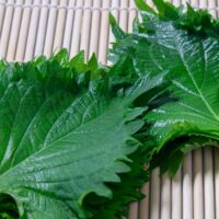 水耕栽培で大葉を育てる！育成が簡単で料理にも使いやすい！