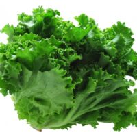水耕栽培でレタスの育て方とおすすめグッズのご紹介！