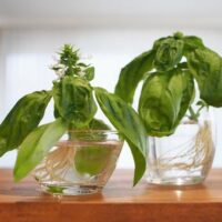 水耕栽培でハーブを育成！お家で育てるために必要なこと