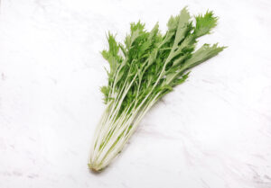 水菜　水耕栽培