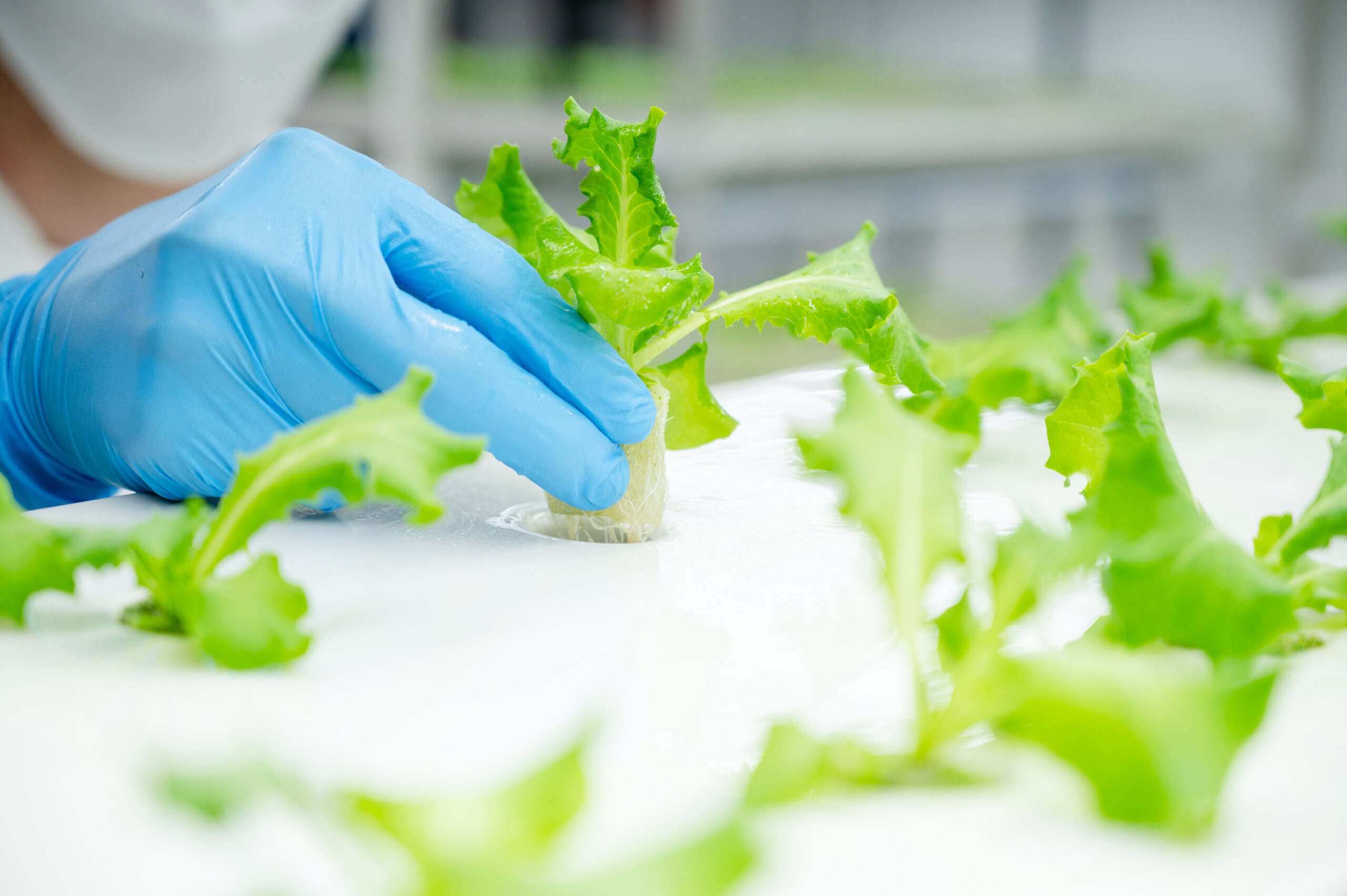 水耕栽培　初心者