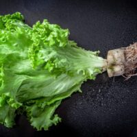 水耕栽培のおすすめの初心者向け野菜、グッズ、向いている性格まで徹底解説！！