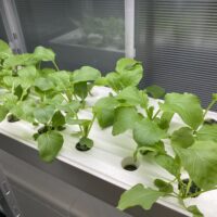 冬でも挑戦！水耕栽培の温度管理と日照不足対策、おすすめ野菜