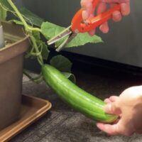 きゅうりの水耕栽培。コツさえ学べば大量収穫が可能！