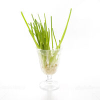 水耕栽培ってなに？