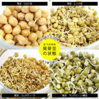 水栽培だけで育つ発芽豆キット
