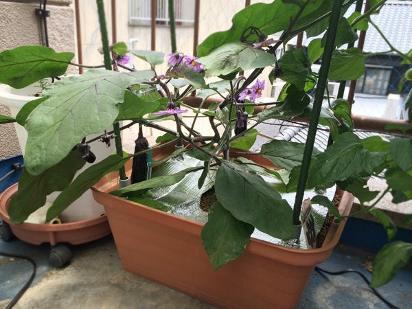 水耕栽培のナス