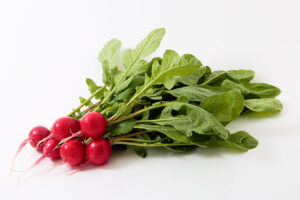 ラディッシュ　水耕栽培