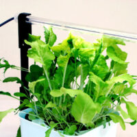 植物育成ライト(照明)について