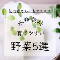 水耕栽培 育てやすい野菜5選