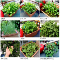 【家庭菜園】ほうれん草も小松菜も水耕栽培で満足の収穫が可能！