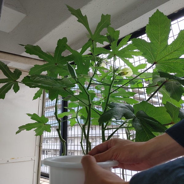 ベランダ菜園初心者100均