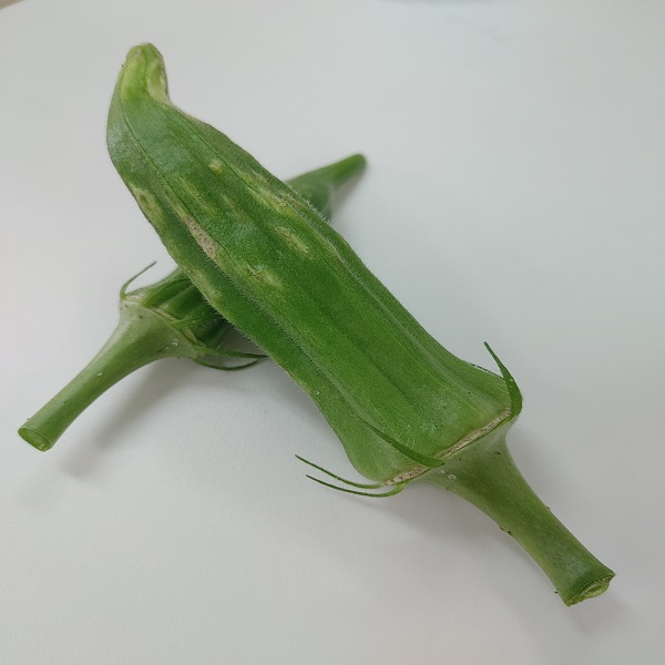 オクラ灰色カビ病