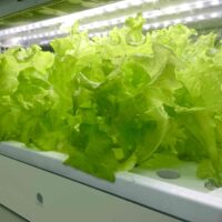 サニーレタスの水耕栽培する魅力と育てるコツ