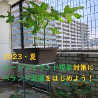 【家庭菜園】ベランダでの水耕栽培でヒートアイランド現象対策に！！