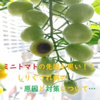 【家庭菜園】ミニトマトやピーマンのしりぐされの原因と対策について
