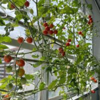 室内窓際の水耕栽培ミニトマトで緑のカーテン！（エコゲリラ店長の栽培日記）