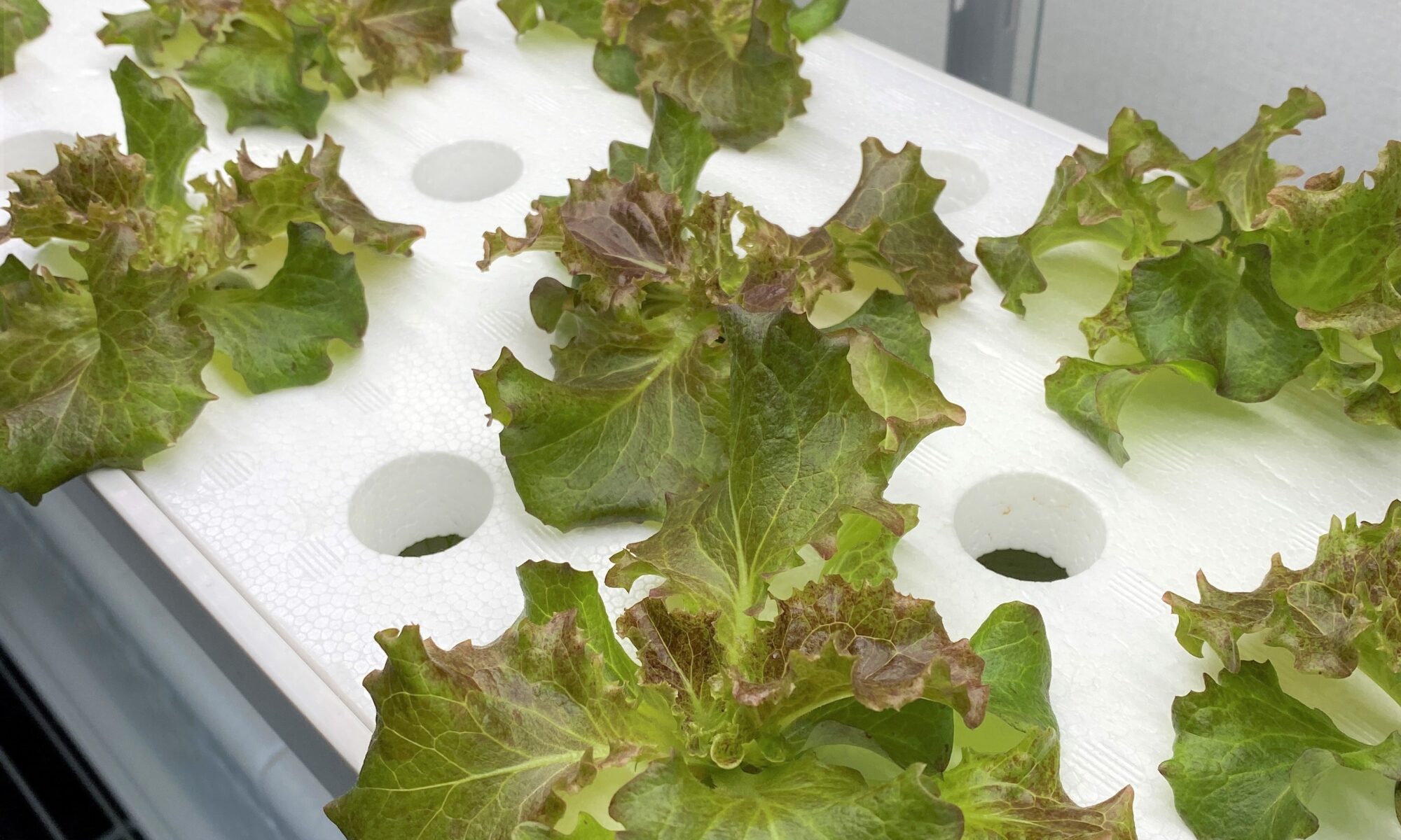 水耕栽培初心者