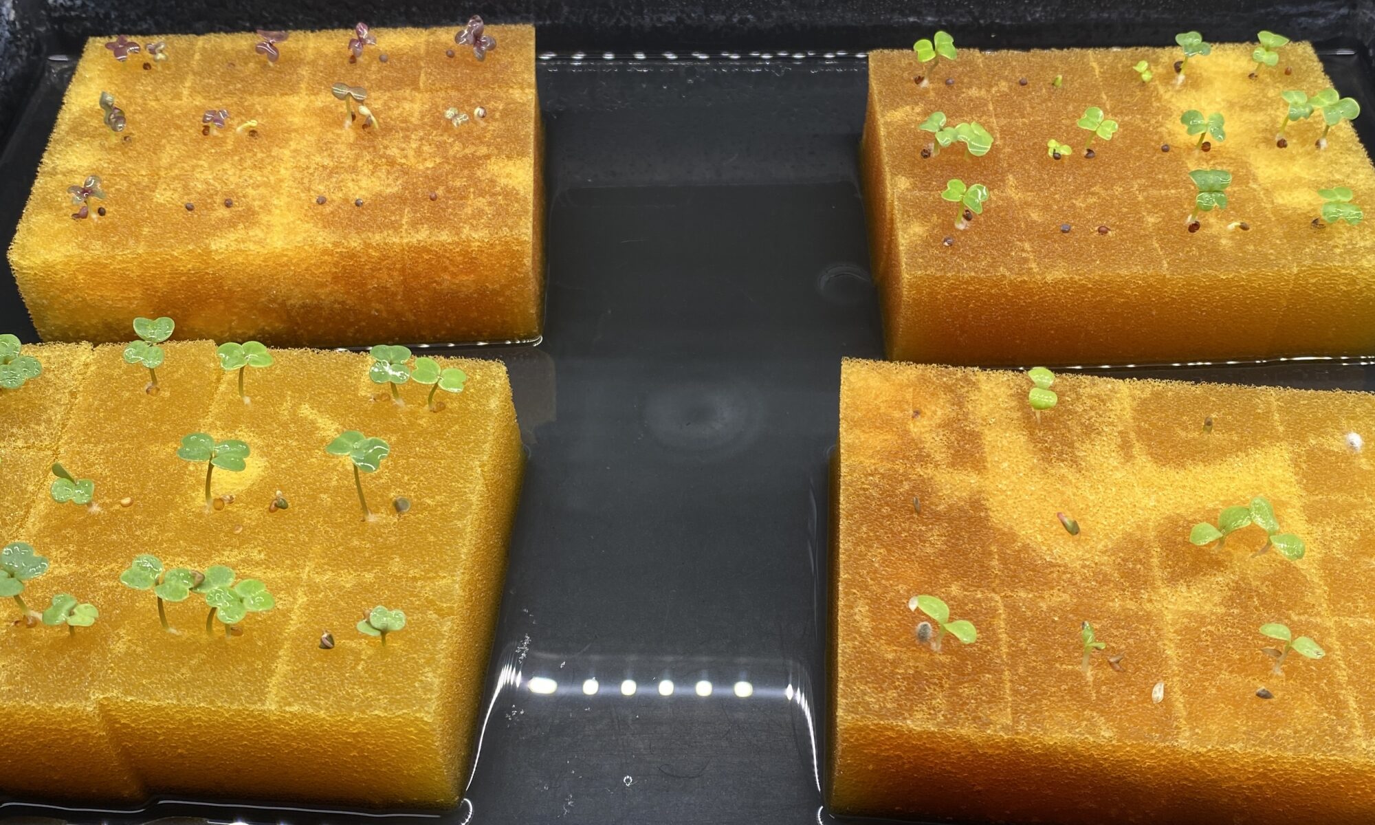 水耕栽培種まき