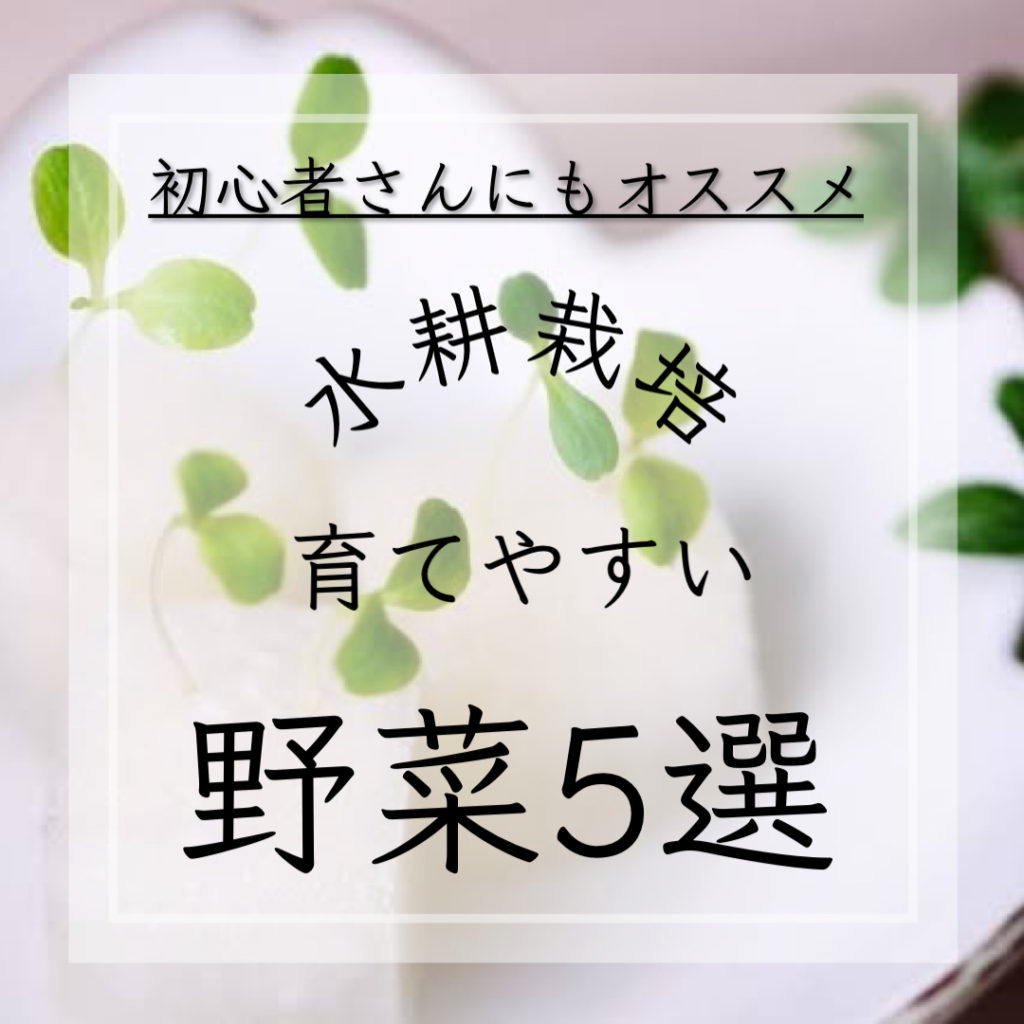 水耕栽培育てやすい野菜