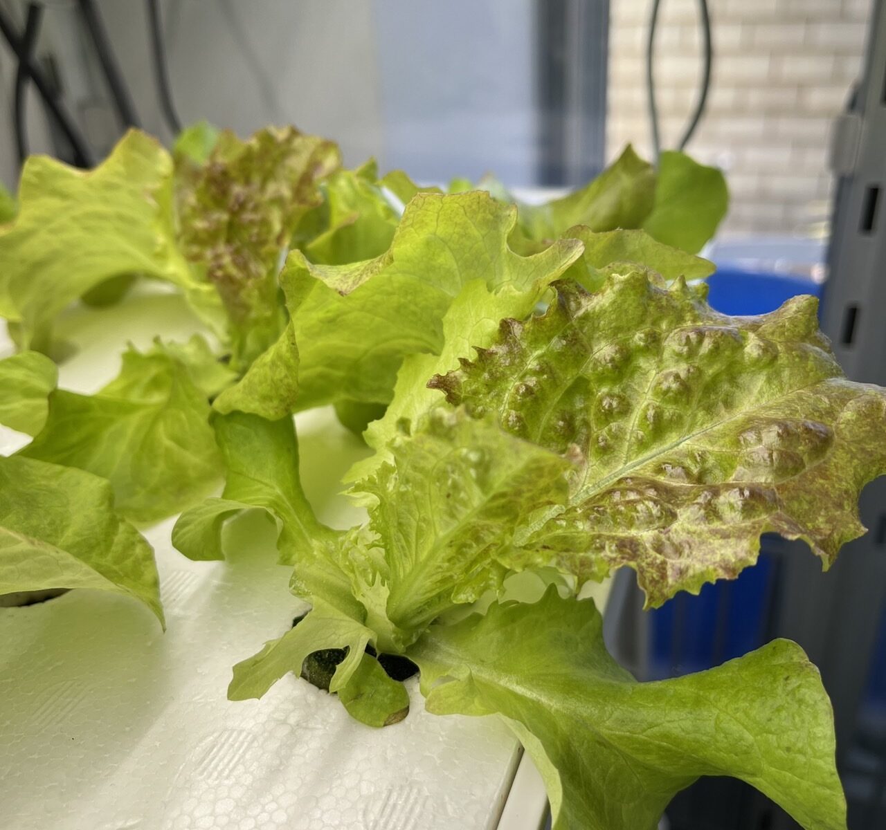 水耕栽培のチップバーンについて