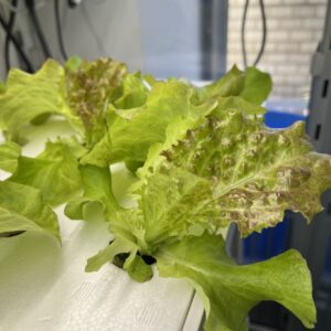 水耕栽培のチップバーンについて