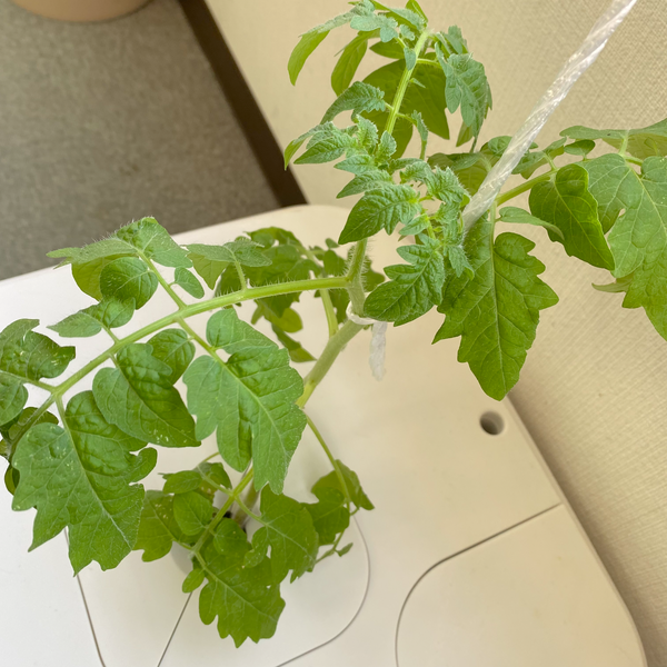 トマトの仕立て方 1本仕立てから3本仕立てのやり方を解説！