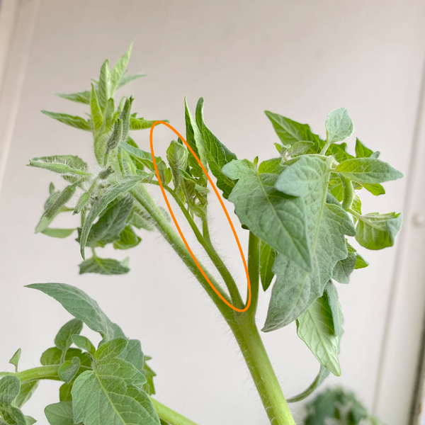 トマトのわき芽